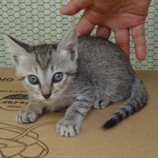 ☆薄いキジトラ　　かずクン　生後２ヶ月　男の子☆