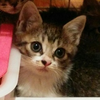 おすすめ☆こんなに小さいのにゴロゴロいう！キジ白♀