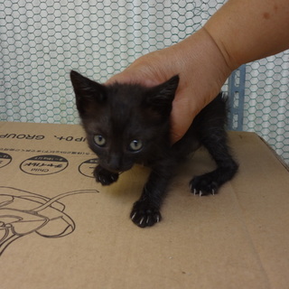 ☆くろ猫　ヒロくん　生後２ヶ月　男の子☆