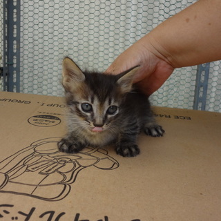 ☆キジトラ　ユウくん　生後２ヶ月　男の子☆