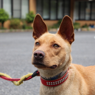 ボーイッシュなガールあかねちゃん