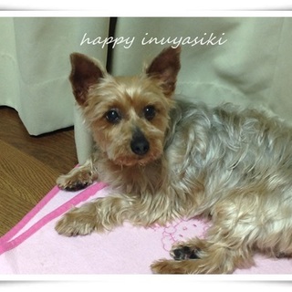 穏やかなヨーキー８～９才♀３．８キロ