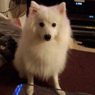 人懐こいワンちゃん！大事にしてくれる方募集！