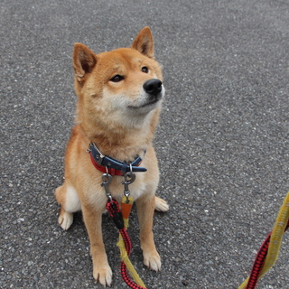 元気じるしのタロウ君