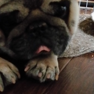 生涯かわいがっていただける方よろしくお願いします