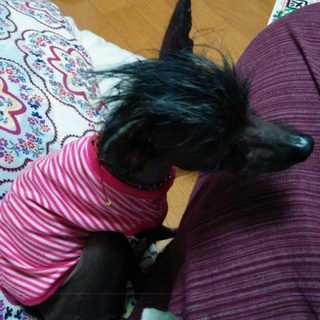 チャイクレ推定2歳女の子！募集致します