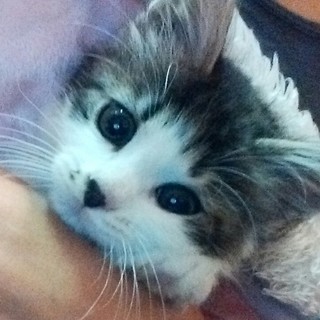 里親様色に染めてください！ビビり、まだ慣らし必要♀