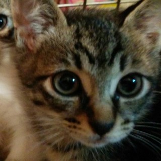 足にジャレつく、構ってちゃん！人慣れ済みキジトラ♂