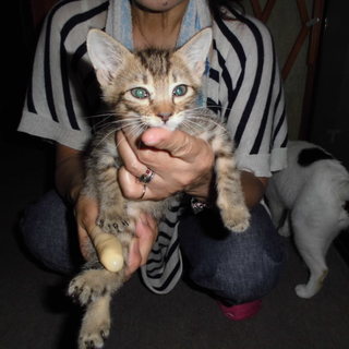 キジトラのきじ君♪