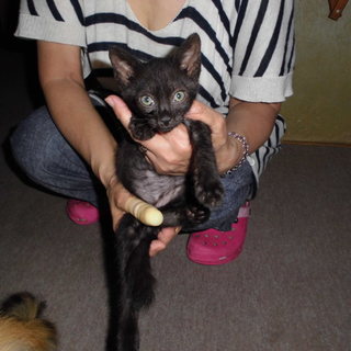 黒猫のジジちゃん♪