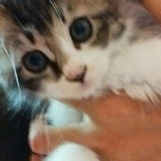 慣れてるの！？慣れてないの！？ツンデレキジ白♀