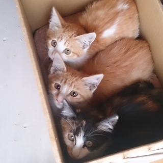 子猫を保護しました