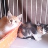 子猫を保護しました サムネイル2