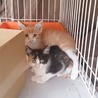 子猫を保護しました サムネイル3