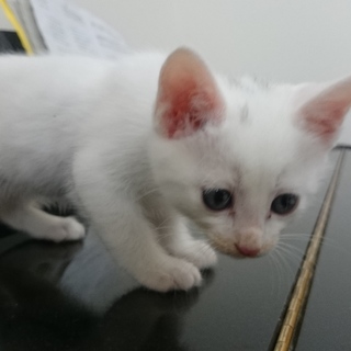 真っ白ふわふわ子猫