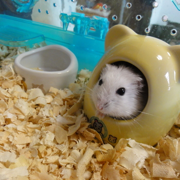 の写真