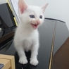 真っ白ふわふわ子猫 サムネイル2