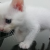 真っ白ふわふわ子猫 サムネイル4