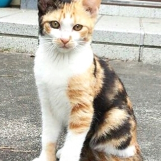 捨て猫・メス三毛猫 3ヶ月くらいです