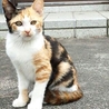 捨て猫・メス三毛猫 3ヶ月くらいです サムネイル2