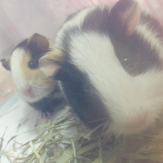 産まれて１ヶ月のモルモットの♀です