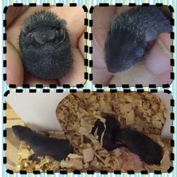 「【ヒメハリテンレック】おめでた。」サムネイル1