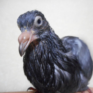 とても人に慣れたハトのヒナです。