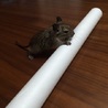 デグーの赤ちゃん   サムネイル6