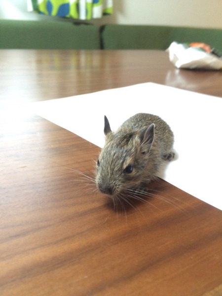 デグーの赤ちゃん   サムネイル7