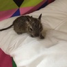 デグーの赤ちゃん   サムネイル4