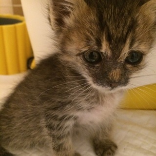 里親が見つかりました。