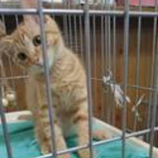 茶とらん素敵な里親様と巡り会えました