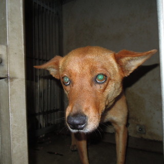 期限切迫！！人見知りな中型女の子・・家族募集。