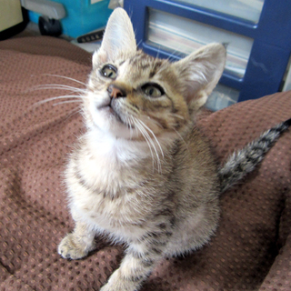 こねこの里親募集しております_(._.)_