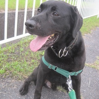 ありがとうございました☆元気なラブラドール