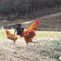 名古屋コーチン