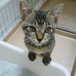 元気なｷｼﾞﾄﾗの男の仔です！