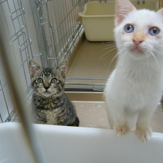 ブルーの瞳がきれいな女の仔です！