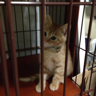 子猫を拾いました。  5ヶ月くらいです。