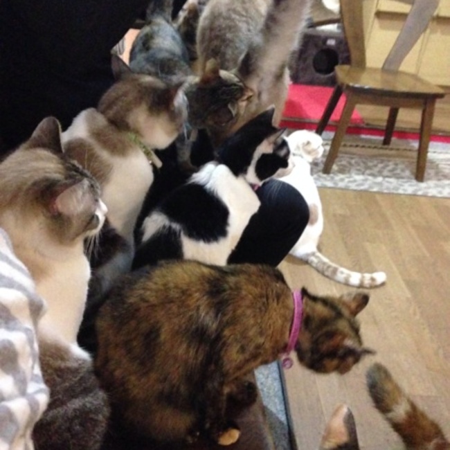 あ、あんじゅのカバー写真