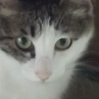 チビ❤仔猫５匹の母猫