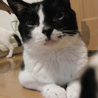 イケメンでイクメン☆ベガおじさん