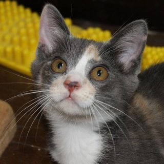 穏やかな性格て優美なパステル三毛