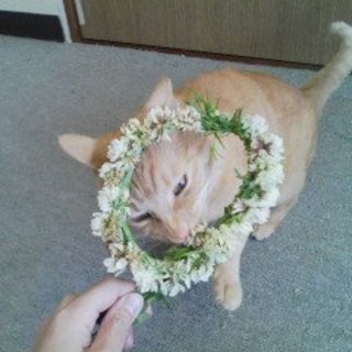 いくらちゃんです