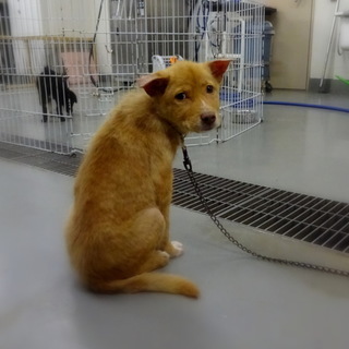 バタくさいお顔のバターちゃん