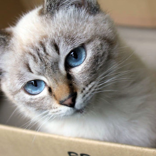 シャムの子猫です。かわいがってくれる方
