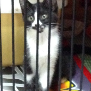 名駅の野良猫の子供を助けて下さい！３