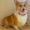 甘えん坊のコーギー『ぱるん』です☆ サムネイル2