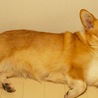 甘えん坊のコーギー『ぱるん』です☆ サムネイル3
