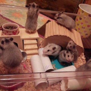 クロクマとゴールデンのＭｉｘの子供７匹譲ります。